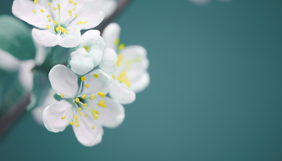 Vacker vårblomning hos Dahlin Ekonomikonsult AB