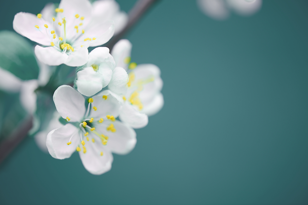 Vacker vårblomning hos Dahlin Ekonomikonsult AB